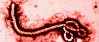 Ebola Virus Magnified Ebola Virus Magnified
